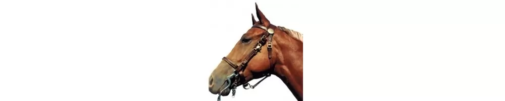 Shenandoah Trail Halter Bridle Combo